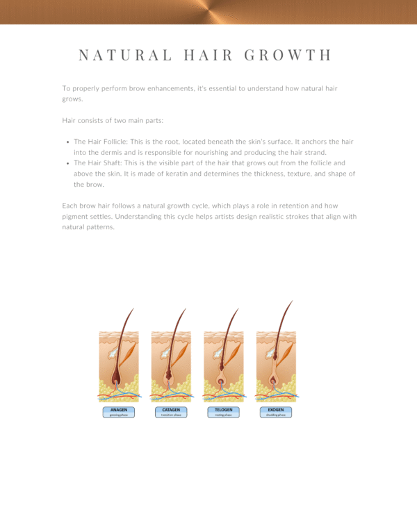 Hair Cycle